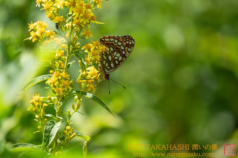 ../Images/7R240810 (49).jpg